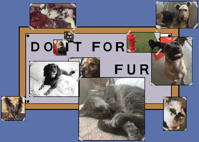 The ATP Team's pets - do it for fur