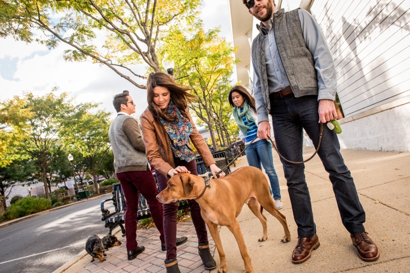 pedestrians-dogs-bc-ah.jpg