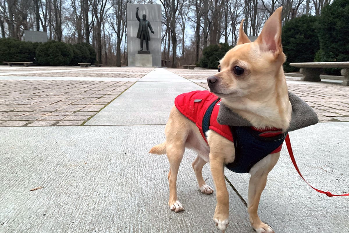 rusty-the-explorer-dog