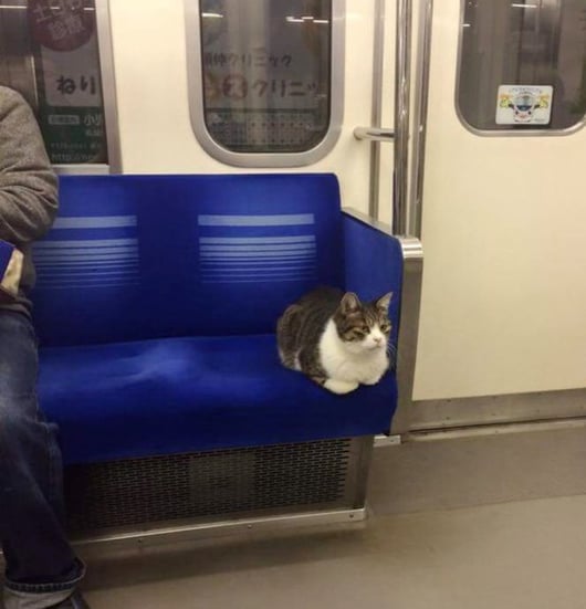 catloaf-taking-train-alone.jpg