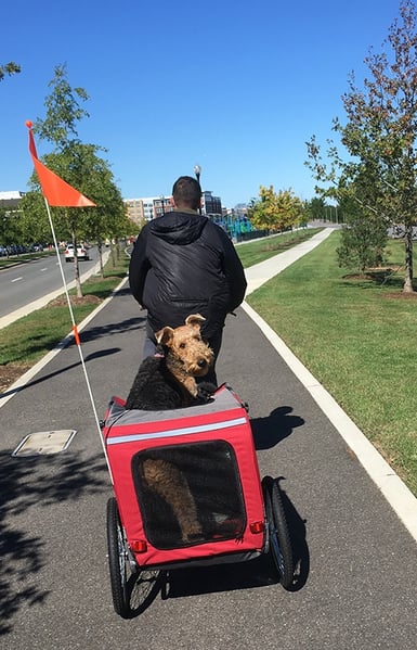 finley-in-dog-trailer-bike.jpg