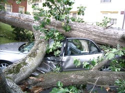 Tree Fallen on Car