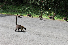 Coatis playing in the road