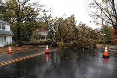 Tree down on street