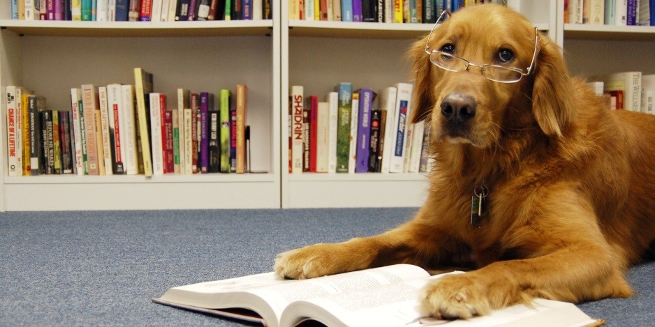 Dog reading a book