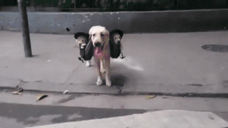 dog-carrying-pups-in-bag.gif