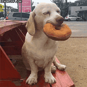 pup-with-donut.gif